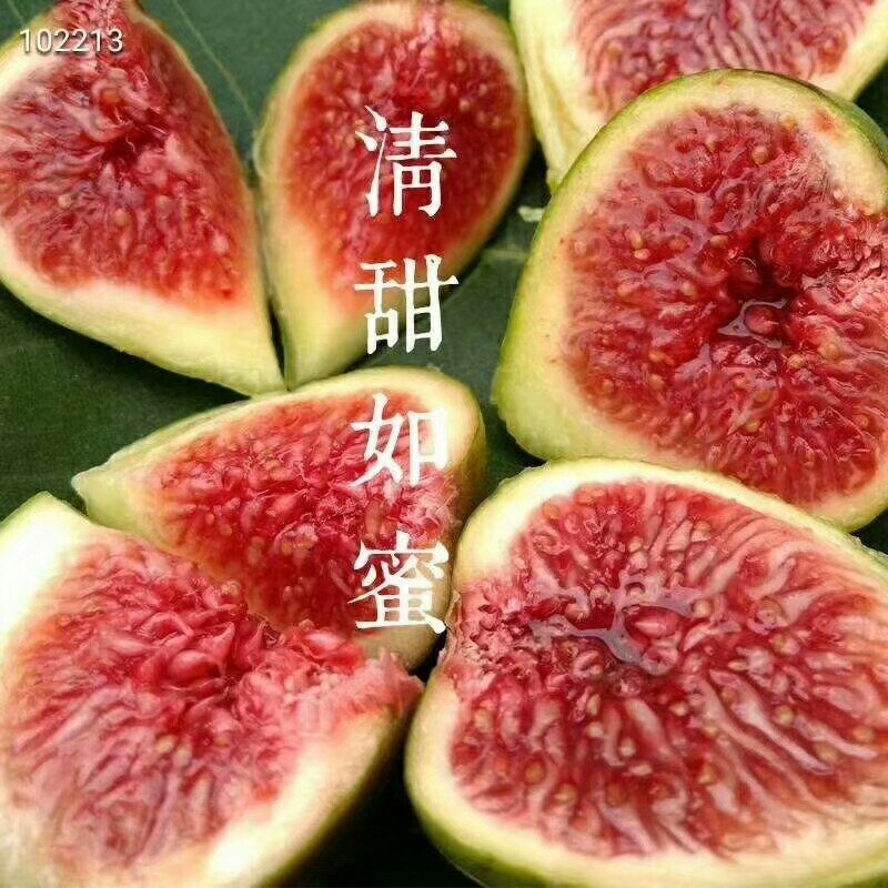 无花果树果苗地栽盆栽当年结果南北方新品种波姬红特大无花果