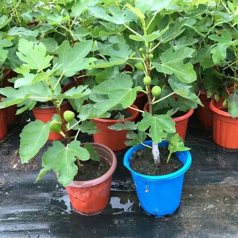 无花果树果苗地栽盆栽当年结果南北方新品种波姬红特大无花果