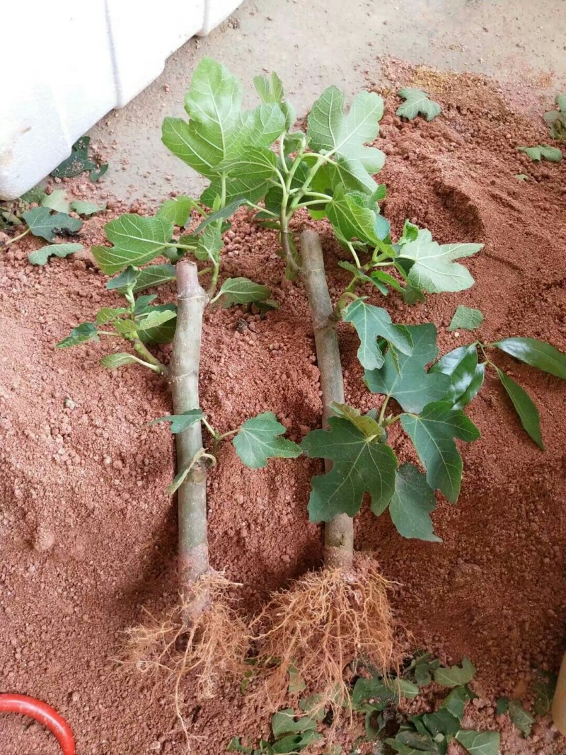 无花果树果苗地栽盆栽当年结果南北方新品种波姬红特大无花果