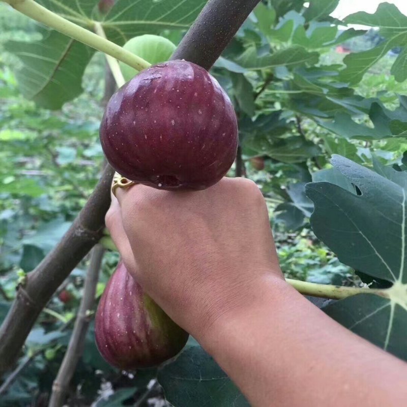 无花果树果苗地栽盆栽当年结果南北方新品种波姬红特大无花果