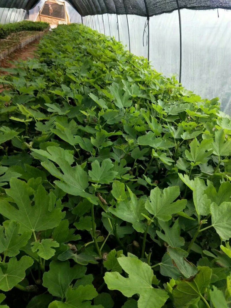 无花果树果苗地栽盆栽当年结果南北方新品种波姬红特大无花果