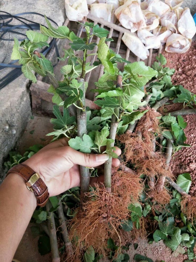 无花果树果苗地栽盆栽当年结果南北方新品种波姬红特大无花果