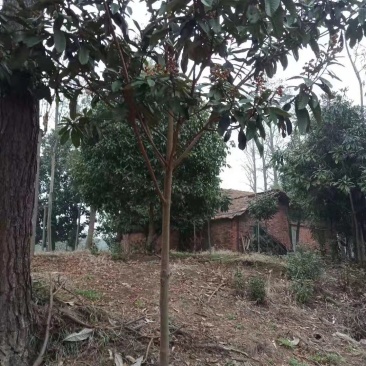 枇杷树