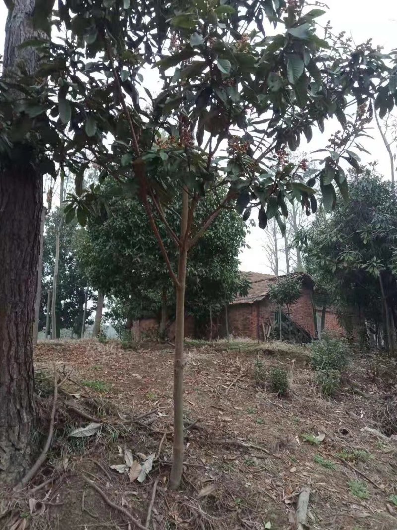 枇杷树
