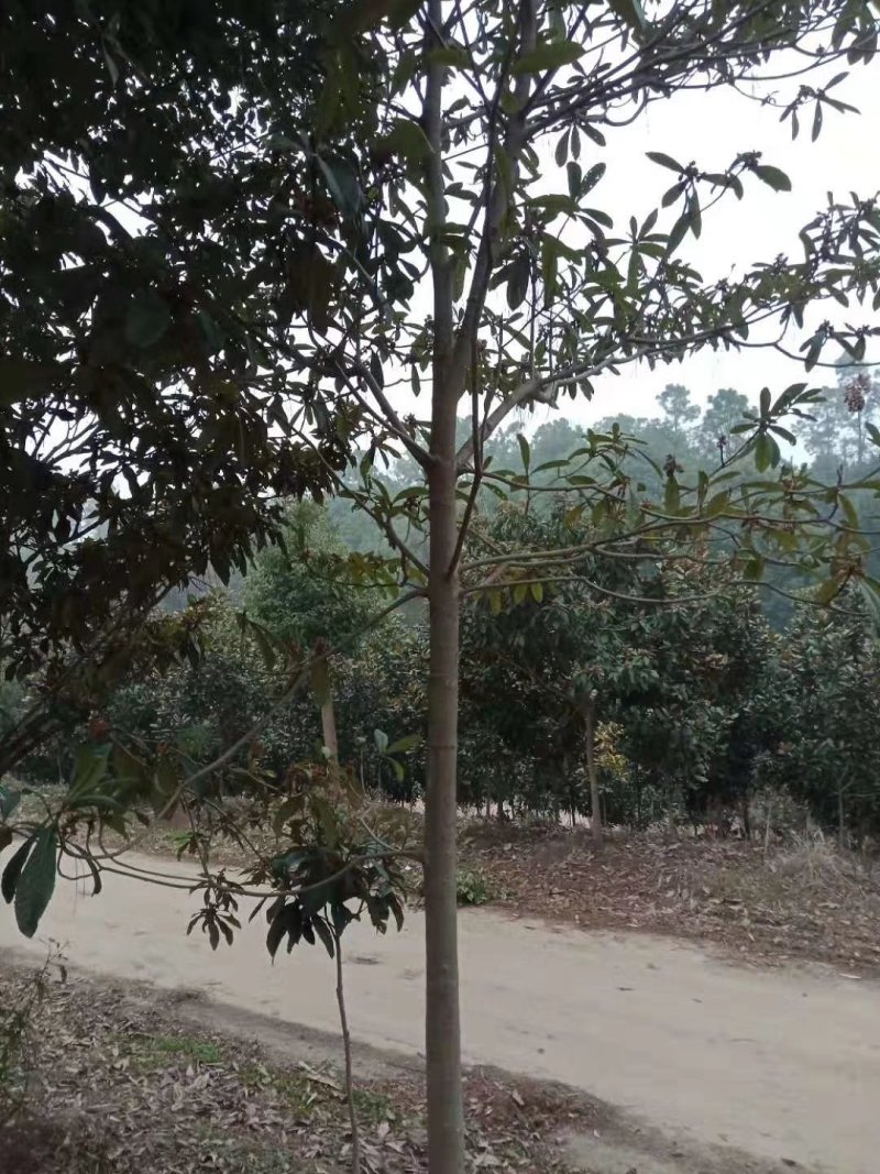 枇杷树