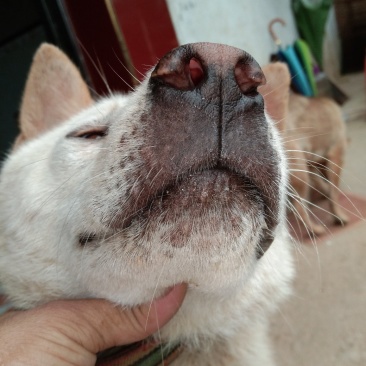 大狗