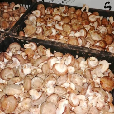 香菇批发