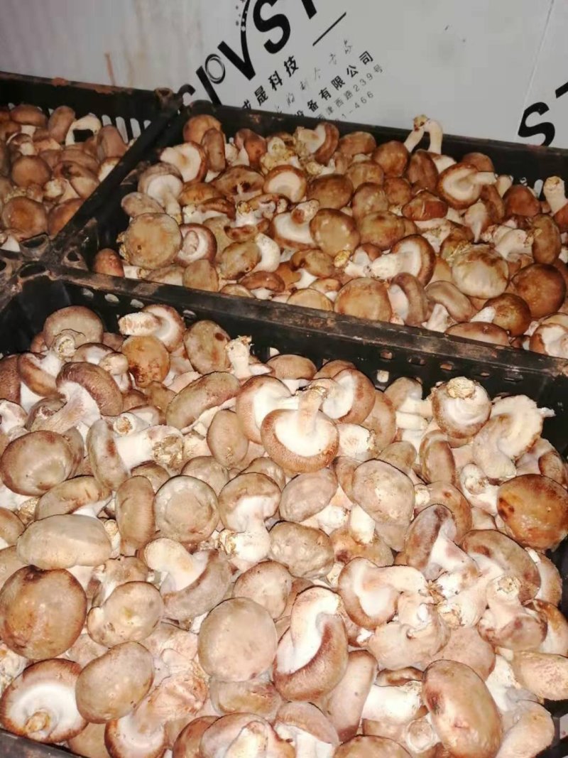 香菇批发