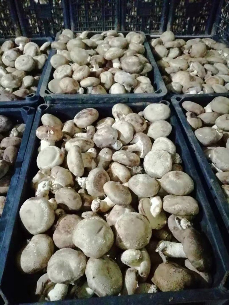 香菇批发