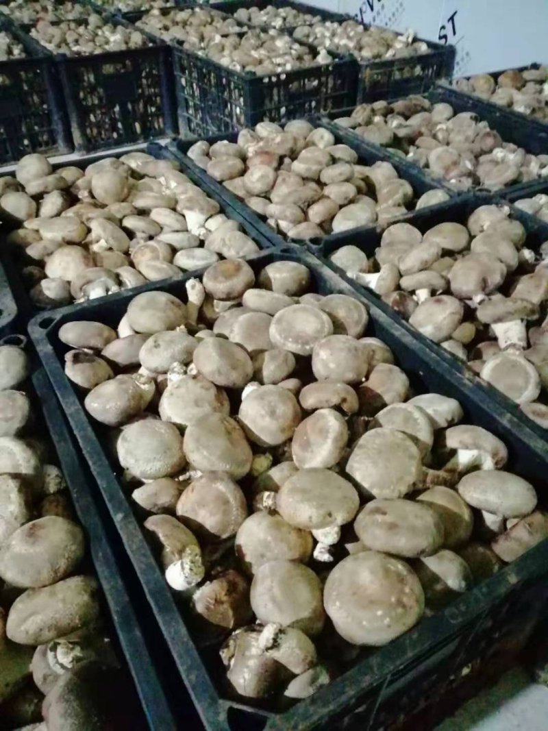 香菇批发