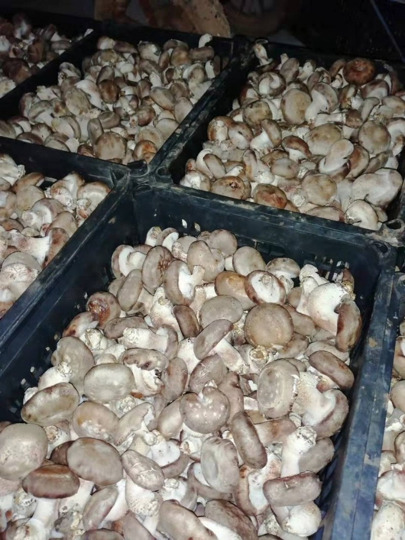 香菇批发