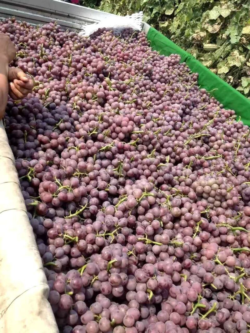 大粒大穗二茬巨峰葡萄，套袋巨峰葡萄，货源充足，上货快