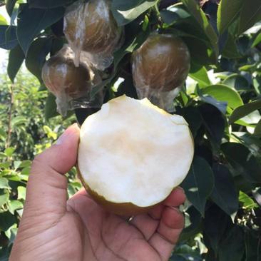 优质晚秋黄梨-膜袋纸袋阳光果。对接国内外发货。