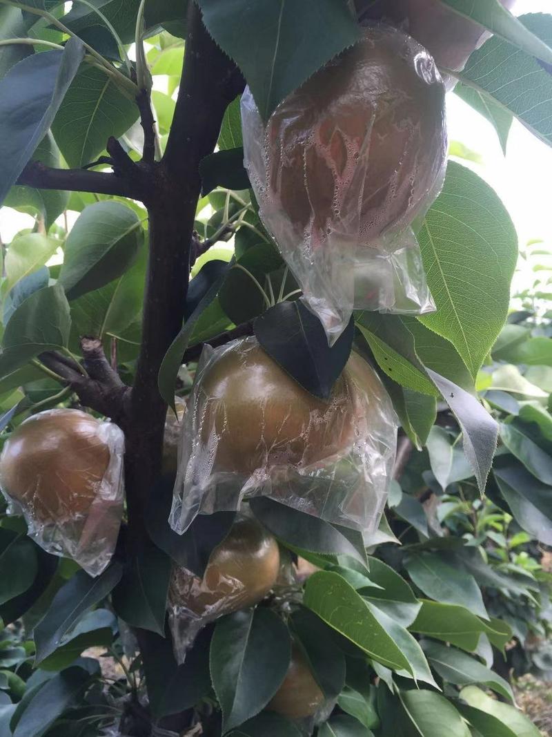 优质晚秋黄梨-膜袋纸袋阳光果。对接国内外发货。
