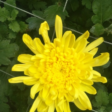 鲜花黄菊上市，规格，40--70高，每扎五元，200扎起