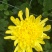 鲜花黄菊上市，规格，40--70高，每扎五元，200扎起