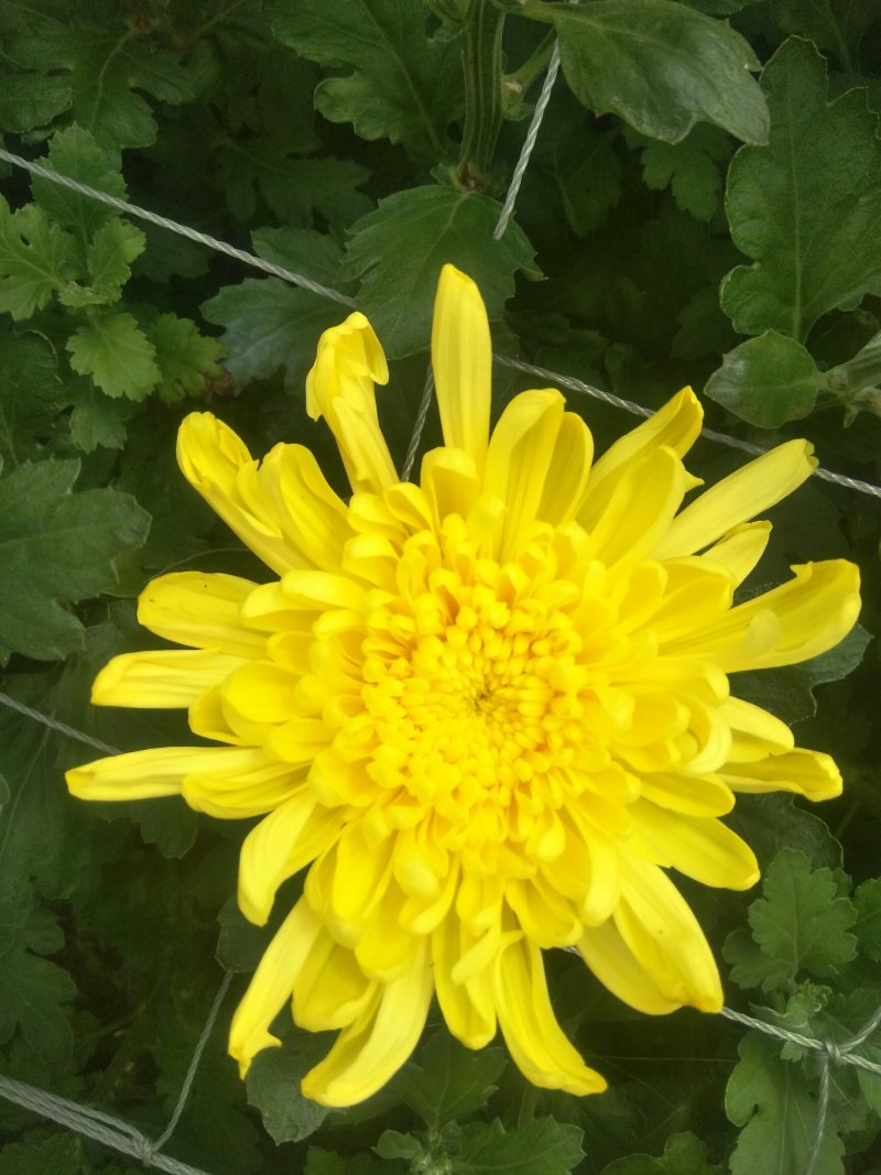 鲜花黄菊上市，规格，40--70高，每扎五元，200扎起