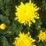 鲜花黄菊上市，规格，40--70高，每扎五元，200扎起