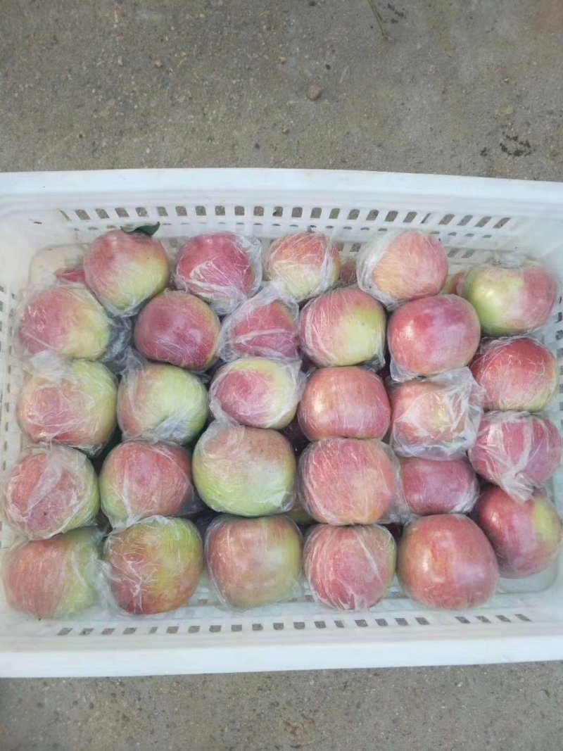 山东优质早熟苹果基地，货源充足，价格合理，欢迎广大客户前