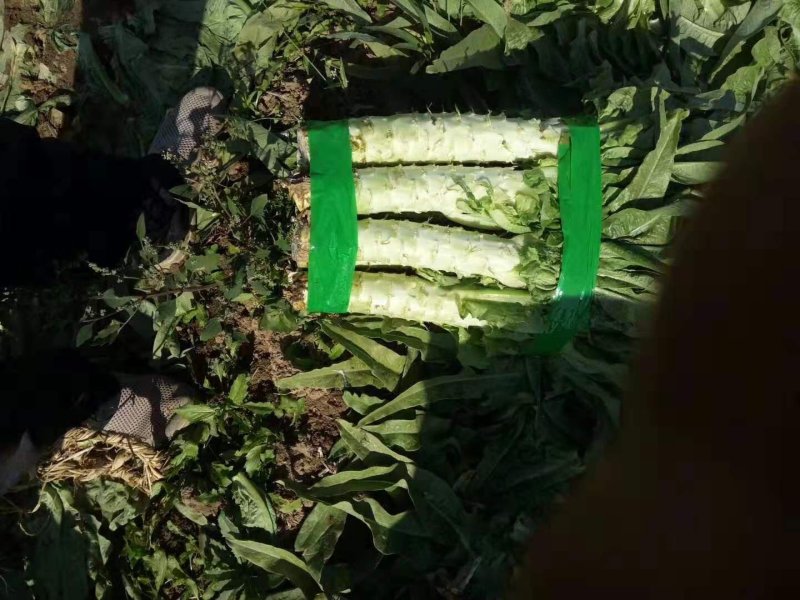 优质莴笋大量上市有要的连系