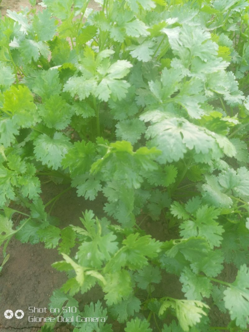 香菜
