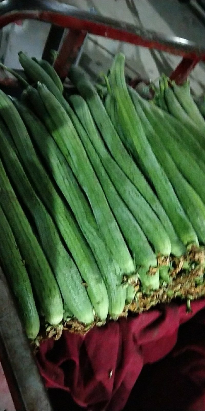 河北邯郸精品丝瓜长期供应量大价优一手货源