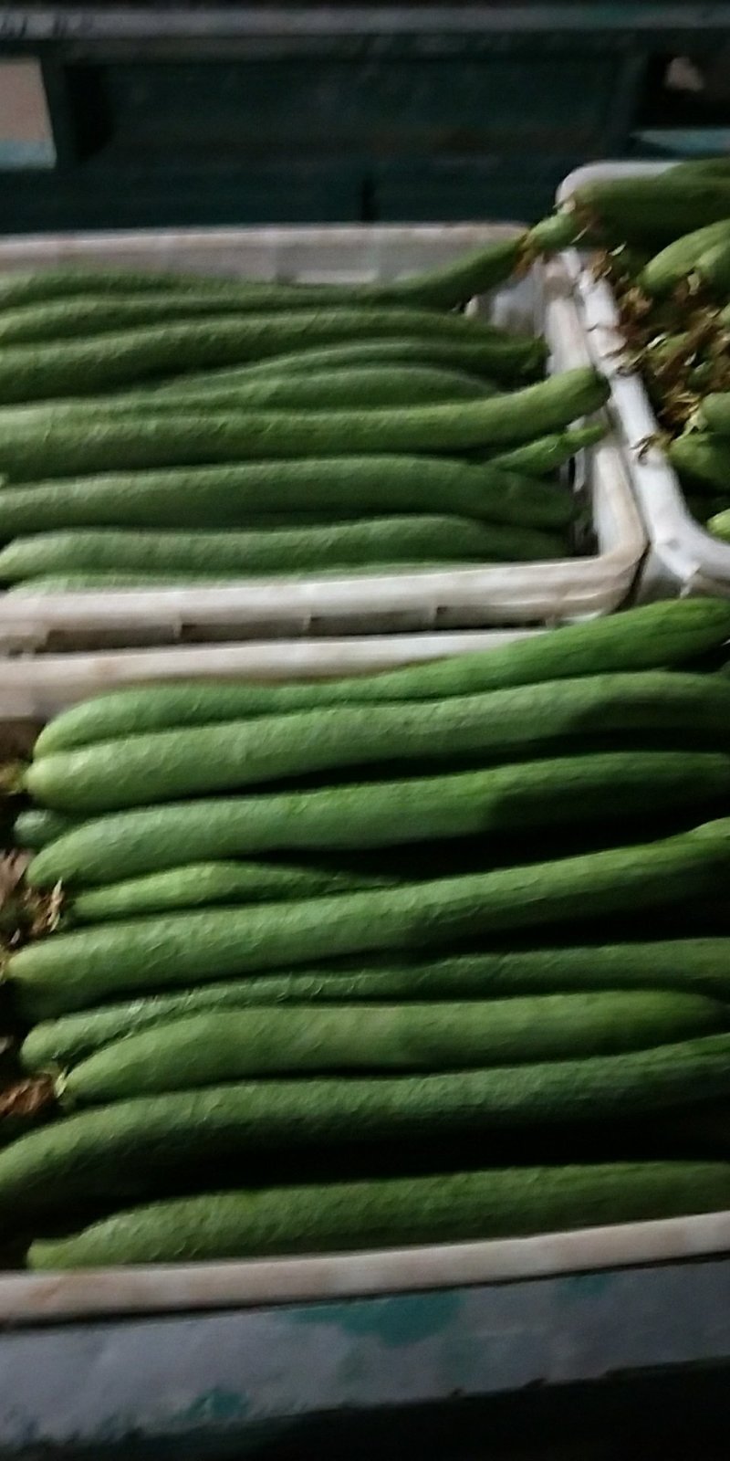 河北邯郸精品丝瓜长期供应量大价优一手货源