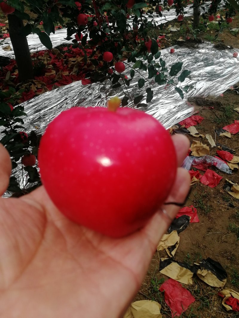 红嘎啦