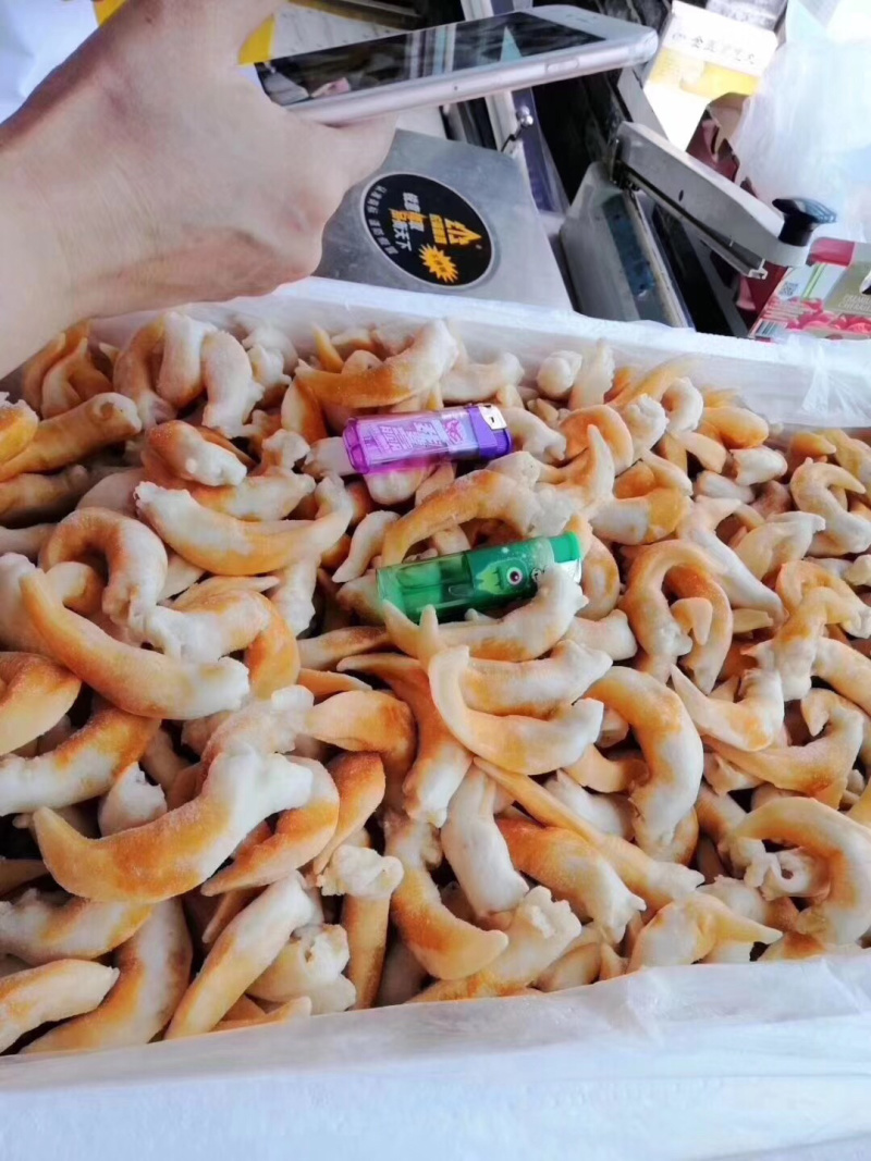 野生大鸟贝