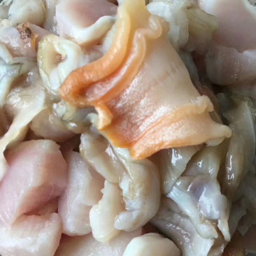 野生大鸟贝