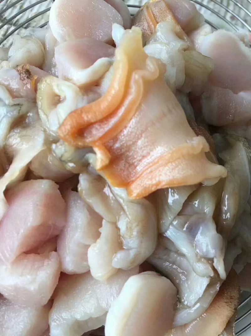 野生大鸟贝