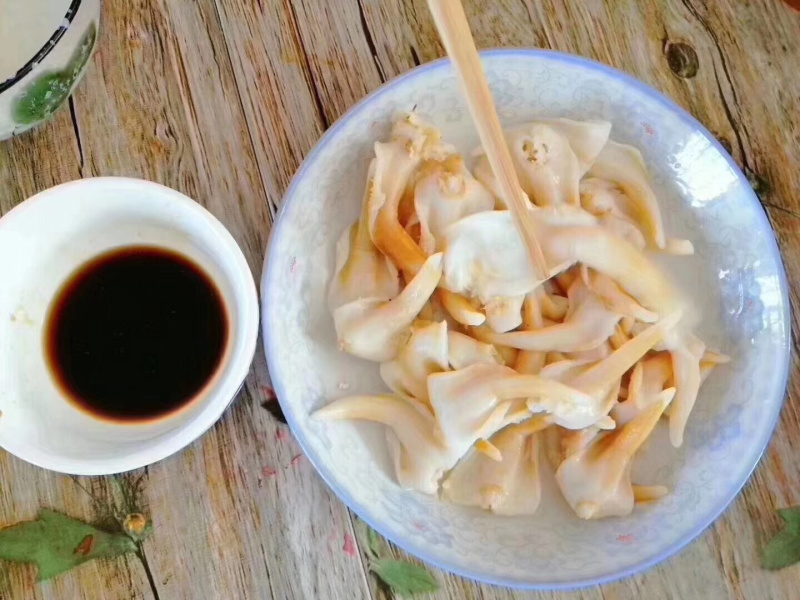 野生大鸟贝