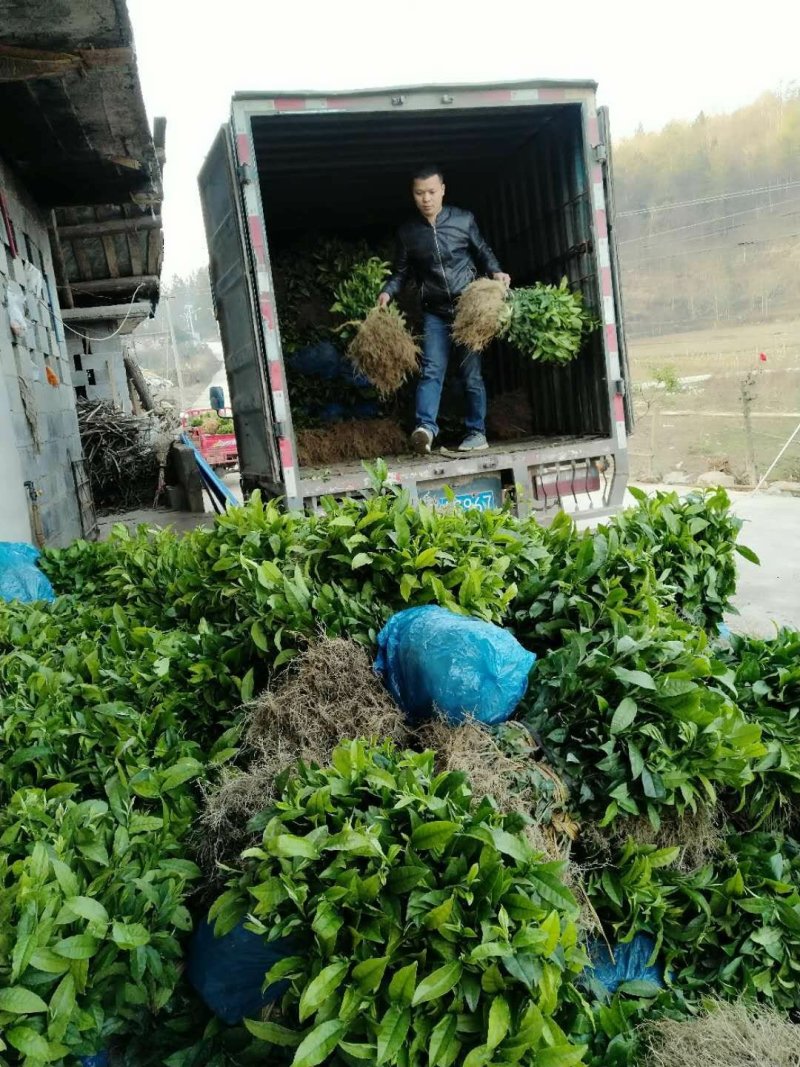 茶树苗乌牛早安吉白茶梅占