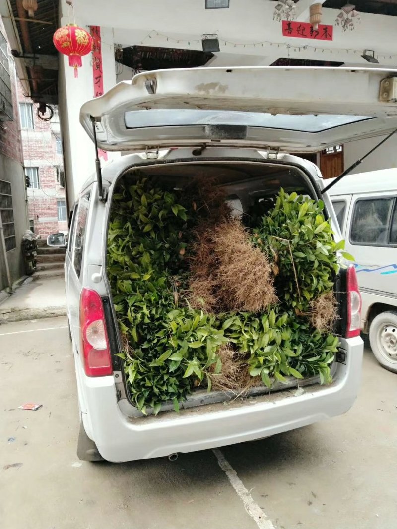 茶树苗乌牛早安吉白茶梅占