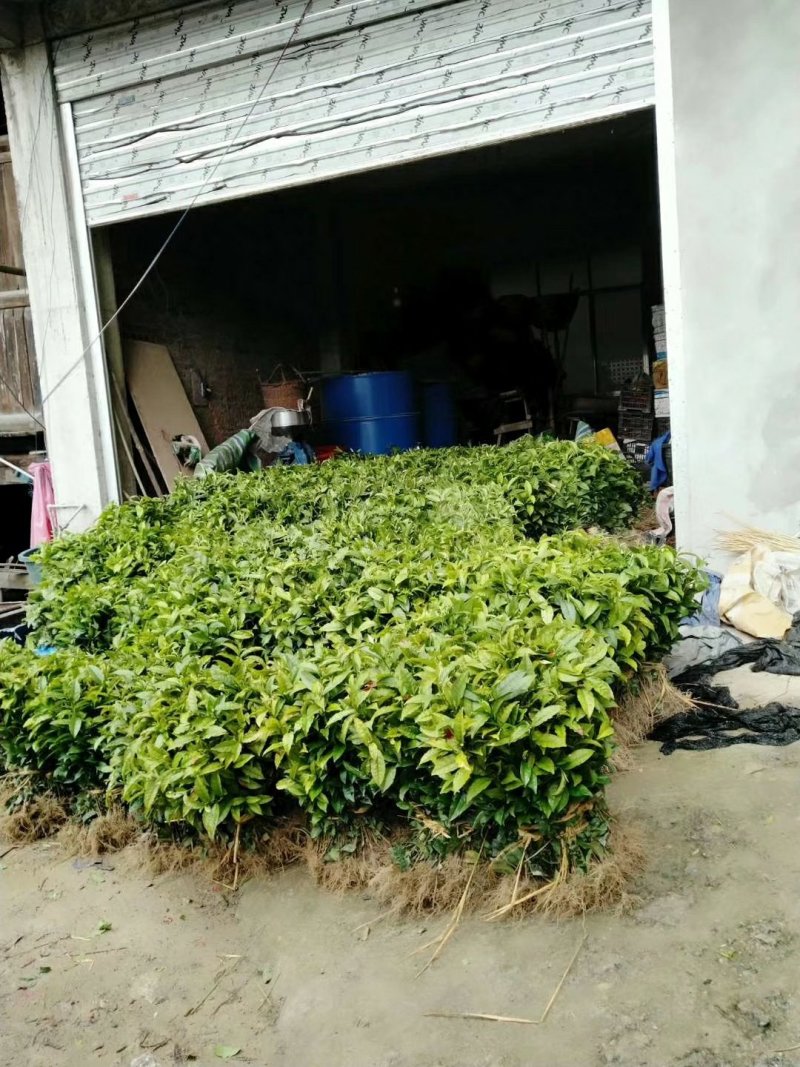 茶树苗乌牛早安吉白茶梅占