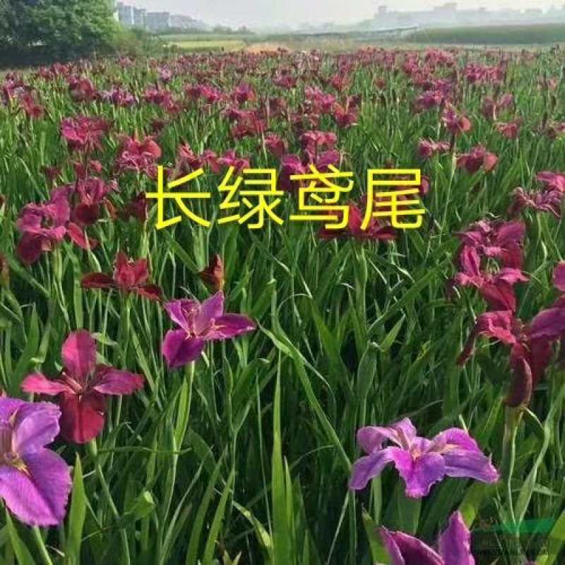水生植物