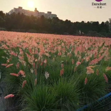 水生植物