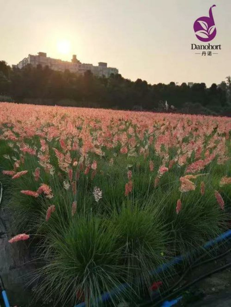 水生植物