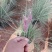 水生植物