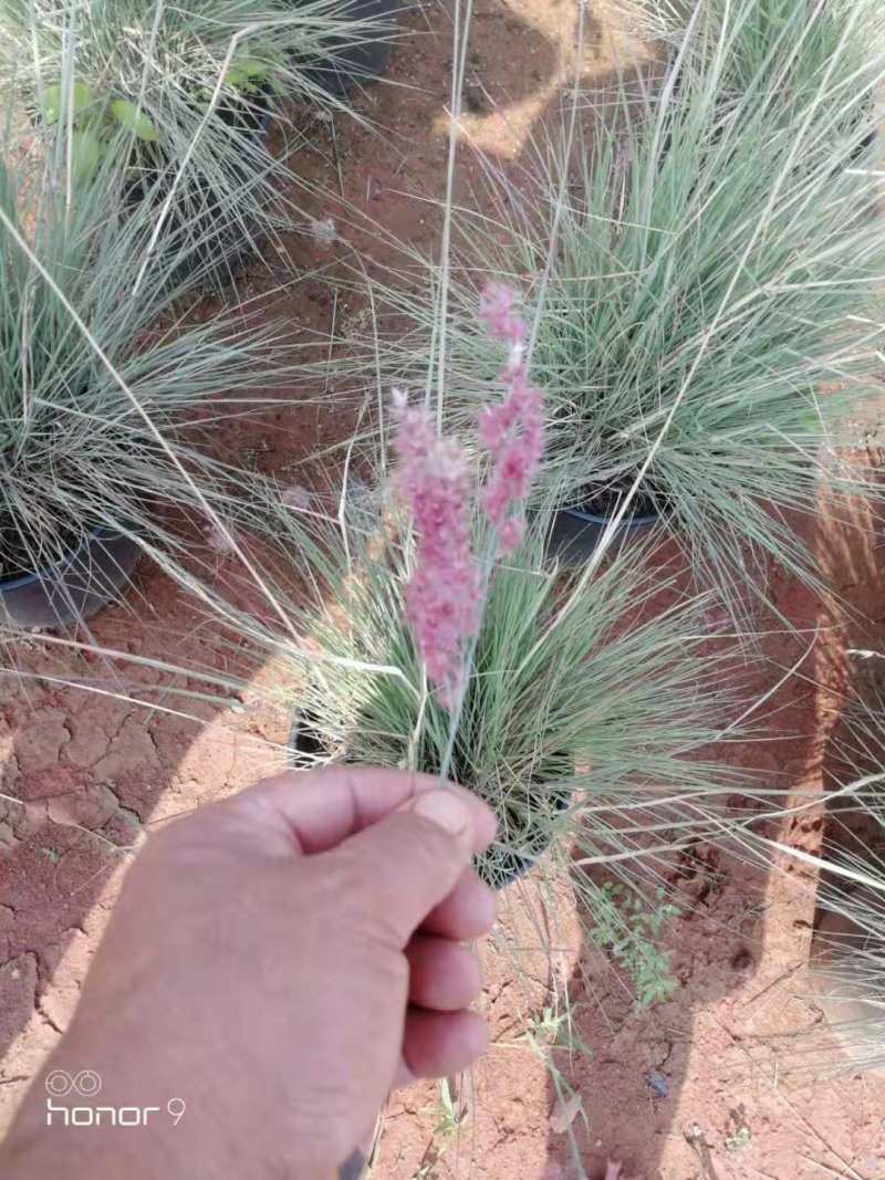 水生植物