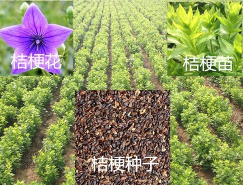 桔梗种子药用花卉观赏两用花卉品种秋季播种