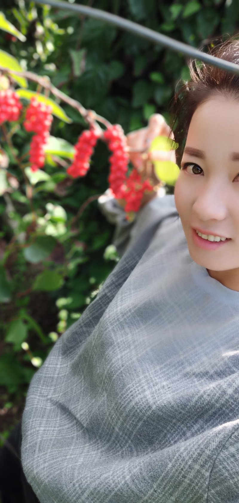 出售五味子苗