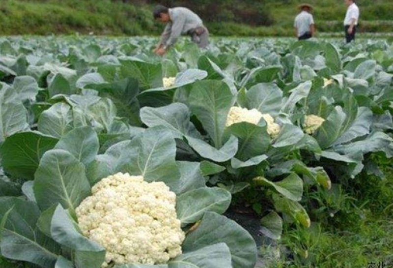 有机花菜种子青梗花菜种子耐寒抗病性强品种