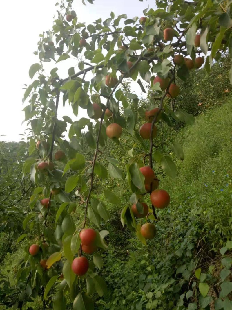 南果梨