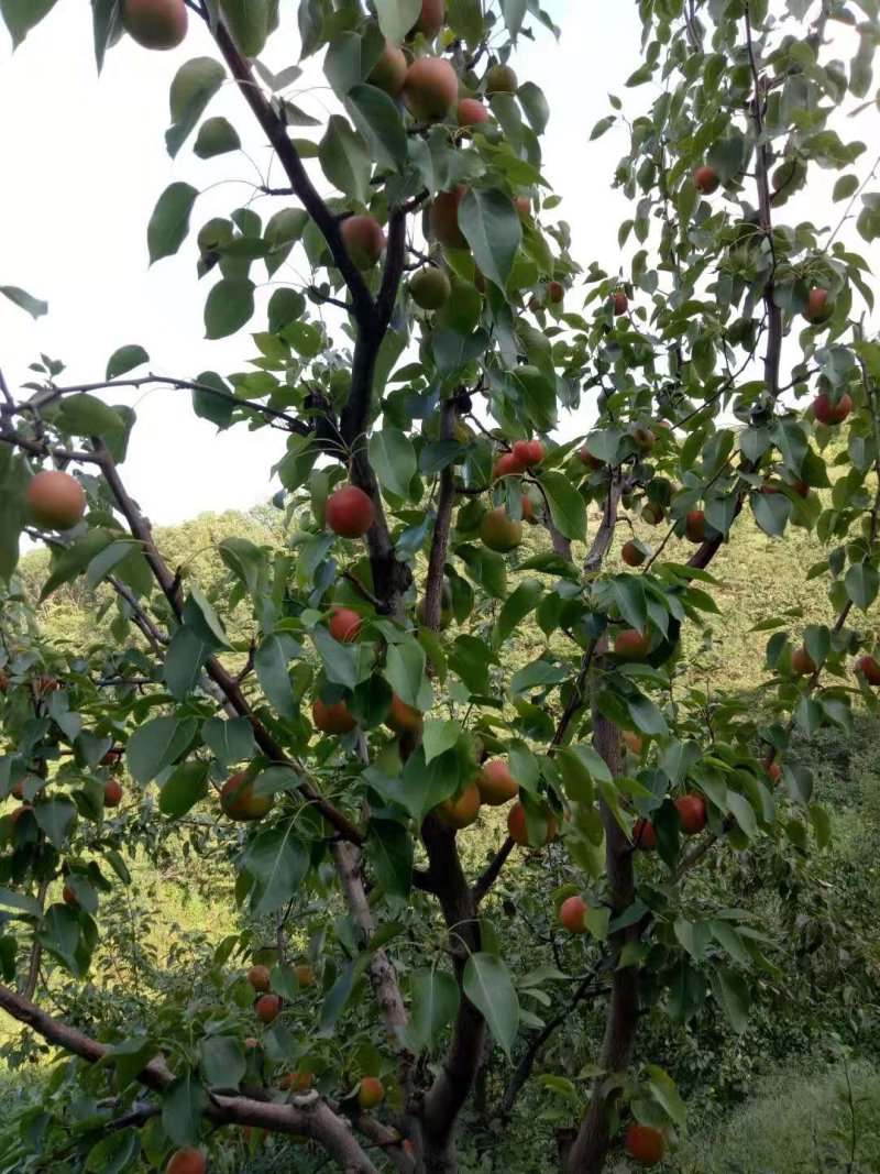 南果梨