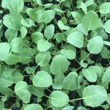 甘蓝苗菜花苗西兰花苗育苗厂，育苗基地现苗