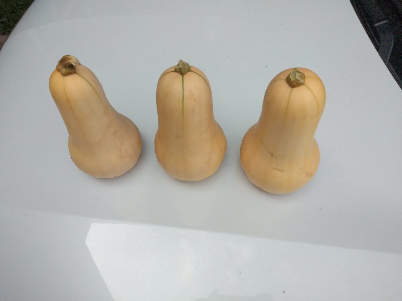 奶油南瓜