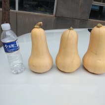 奶油南瓜