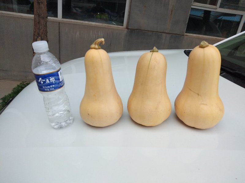 奶油南瓜