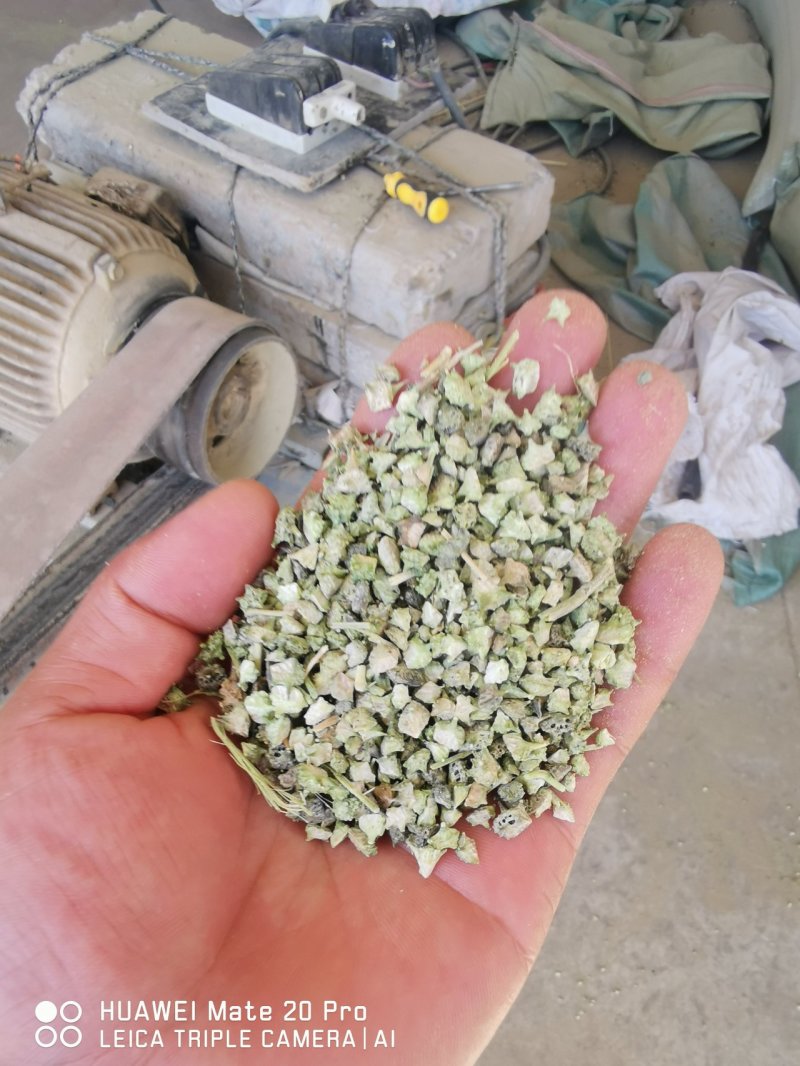 白蒺藜产地一手货源质量可靠欢迎合作